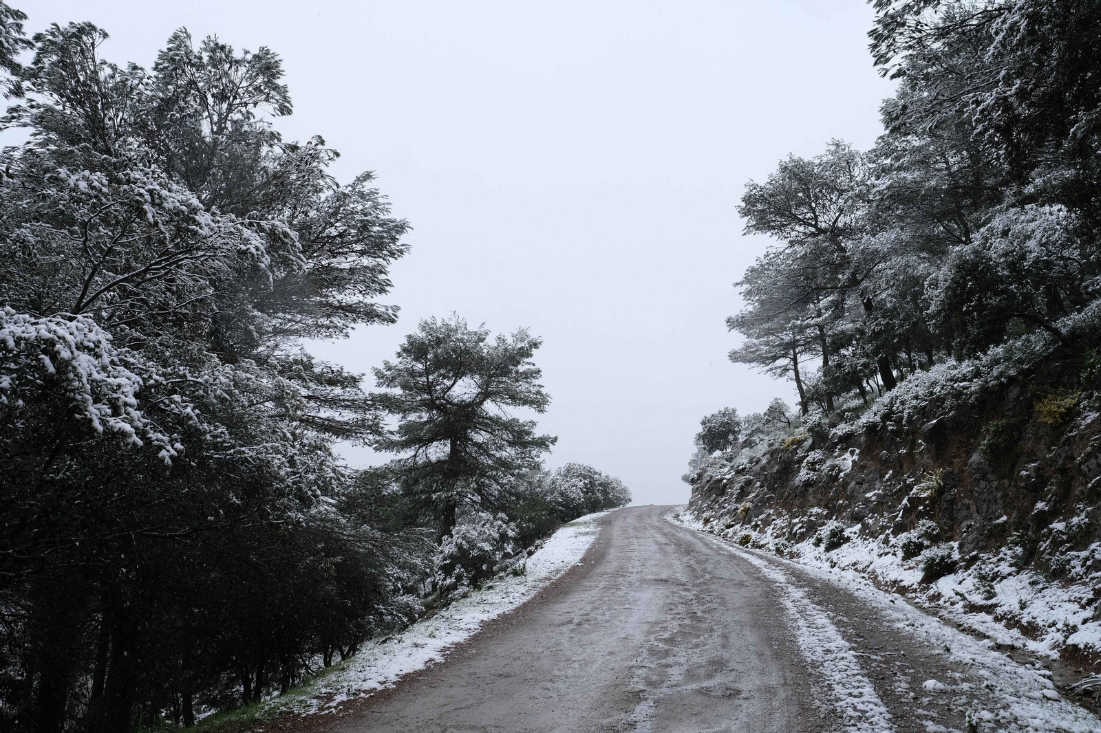 La nueva nevada  en el Parque Nacional Sierra de las Nieves, en fotos