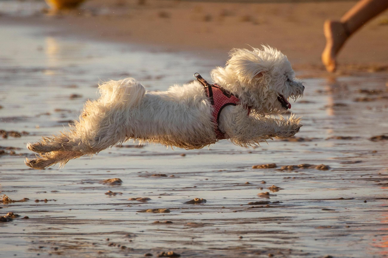 Así disfrutan los perros y sus dueños en la playa canina de Cádiz