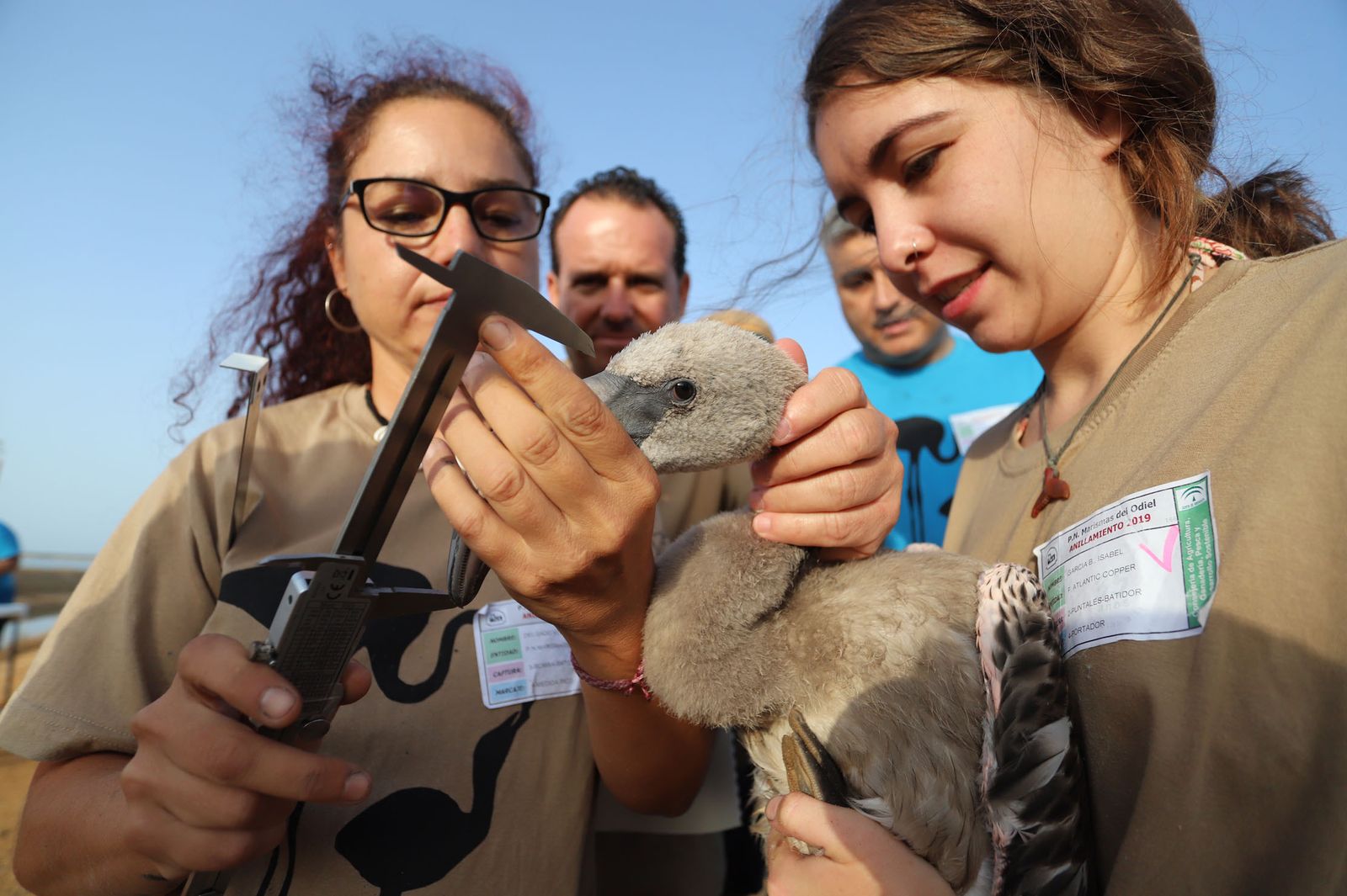 Imágenes del anillamiento de Flamencos en Marismas del Odiel