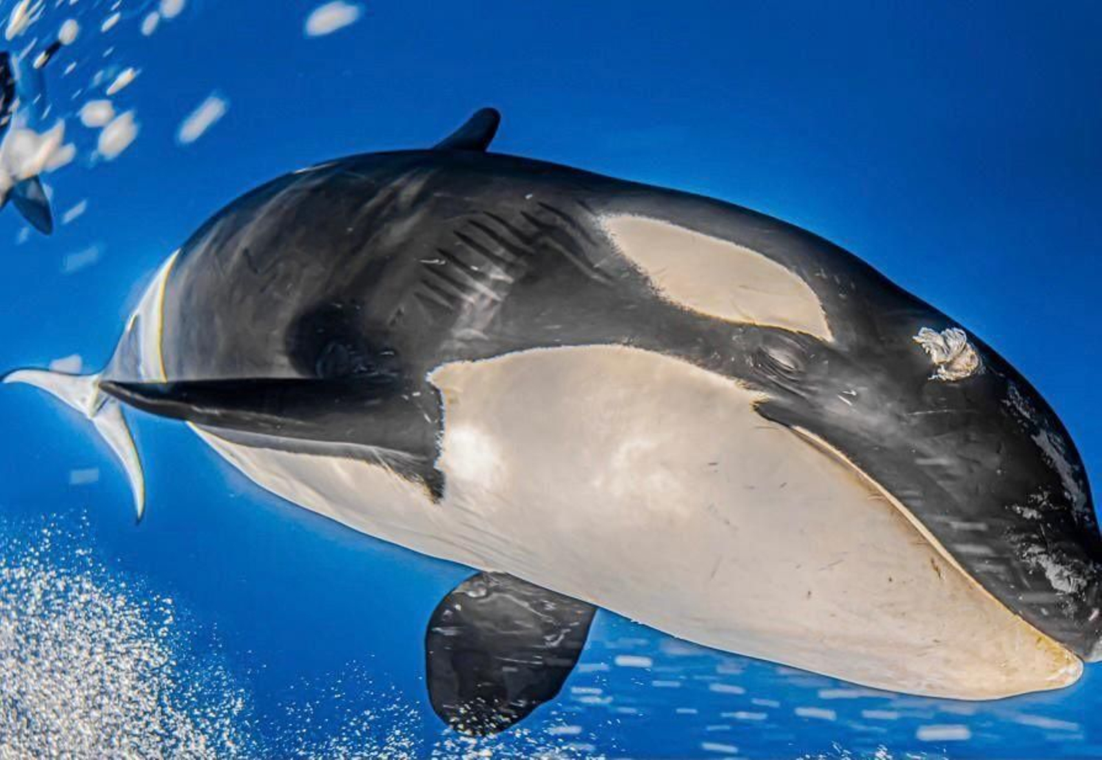 Imagen de archivo de una orca que ha sido objeto de ataque en un encuentro con un velero. Imagen de archivo de una orca que ha sido objeto de ataque en un encuentro con un velero.