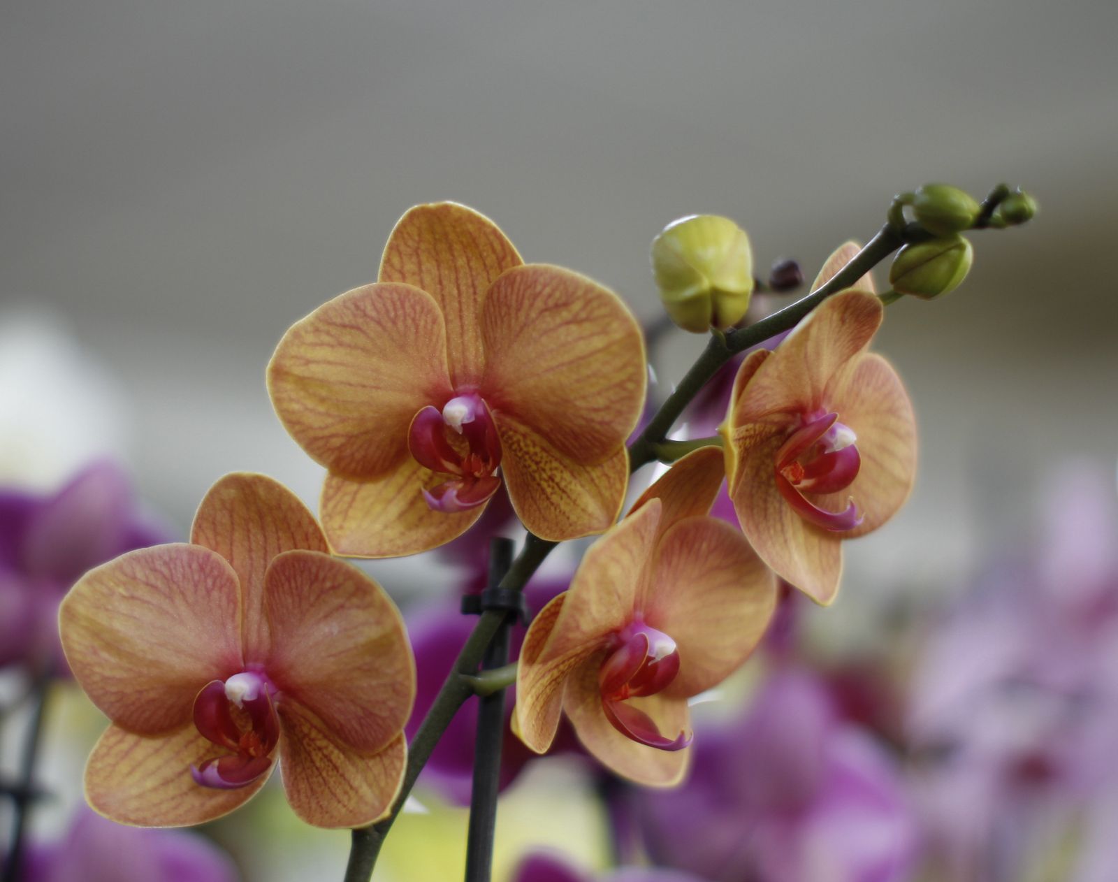 Fotogalería plantas para el Día de la Madre en Suministros Tripiana