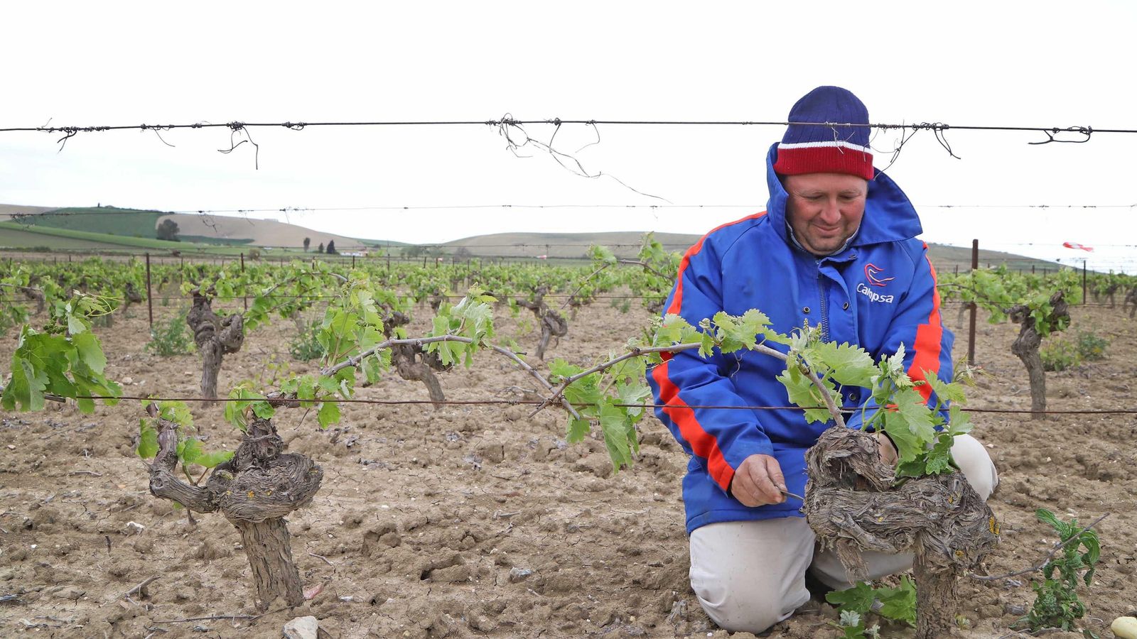 Aspecto actual del viñedo de uva palomino en una viña del Marco.