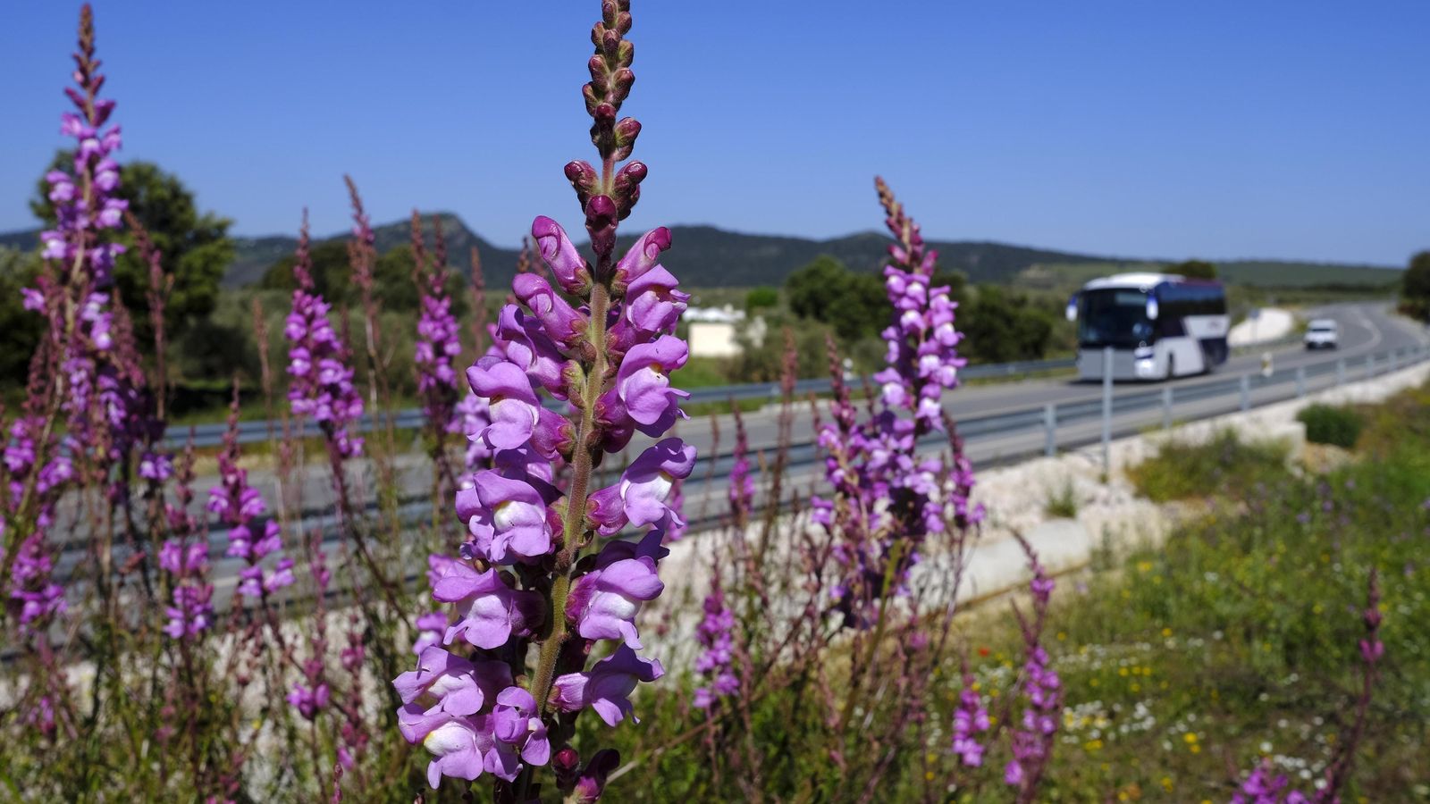 Floración junto a la carretera entre Ronda y Setenil (Cádiz).