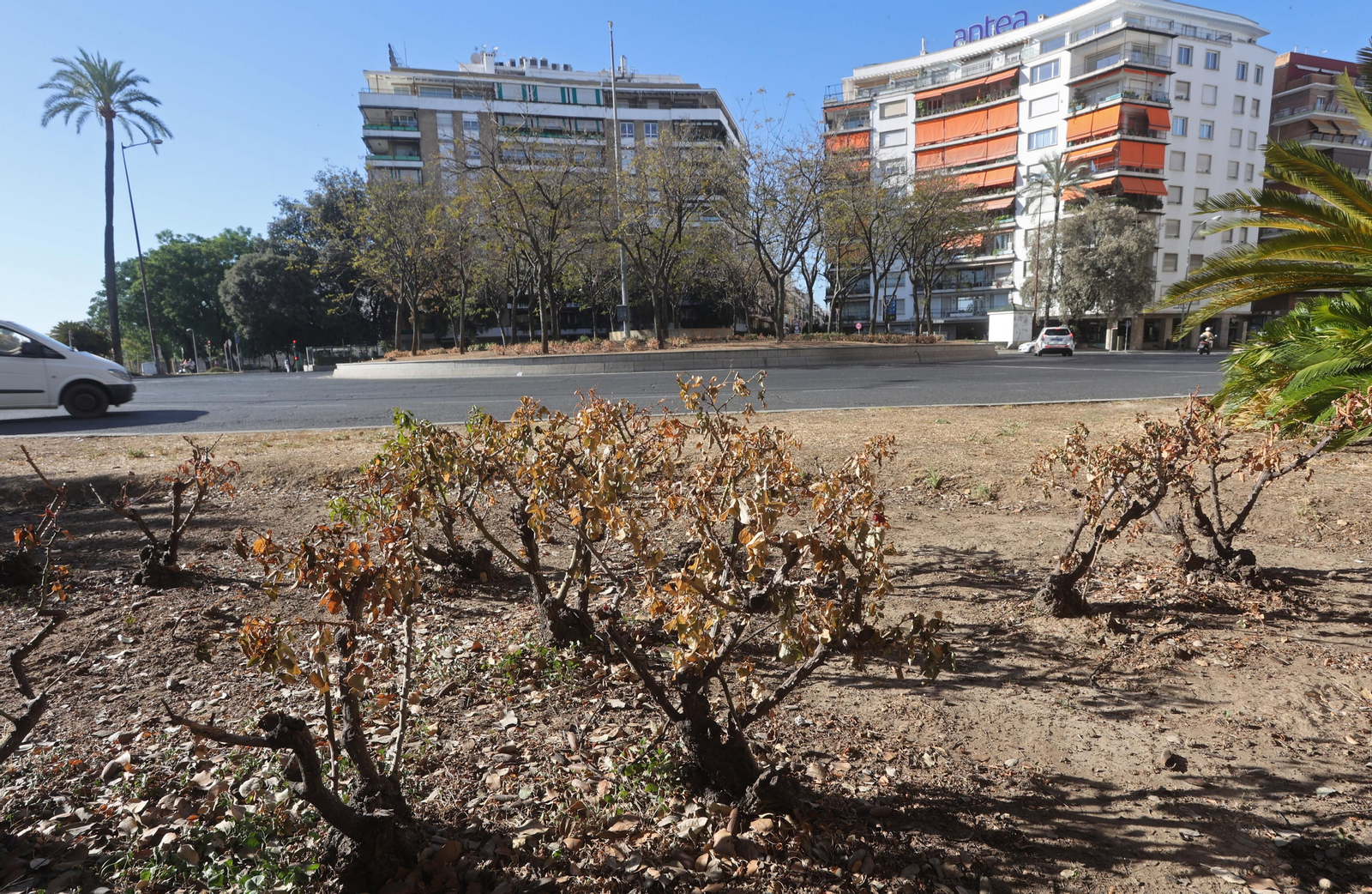 El barrio de Los Remedios, se seca