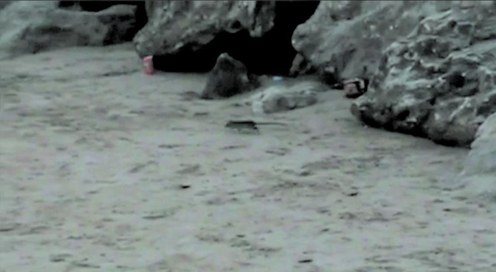 Una rata sale de un espigón de la playa de Santa María del Mar, en una imagen capturada de un vídeo reciente.