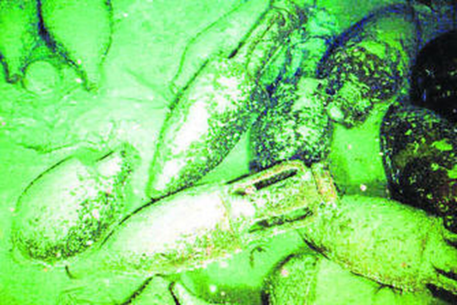 Conjunto de ánforas romanas localizadas en el Mediterráneo.