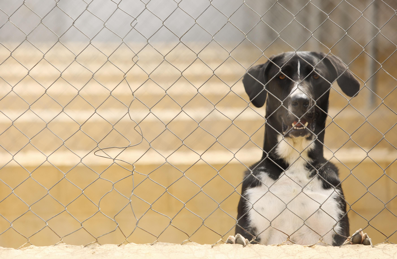 Las fotos de los animales de la Protectora de Málaga Las fotos de los animales de la Protectora de Málaga