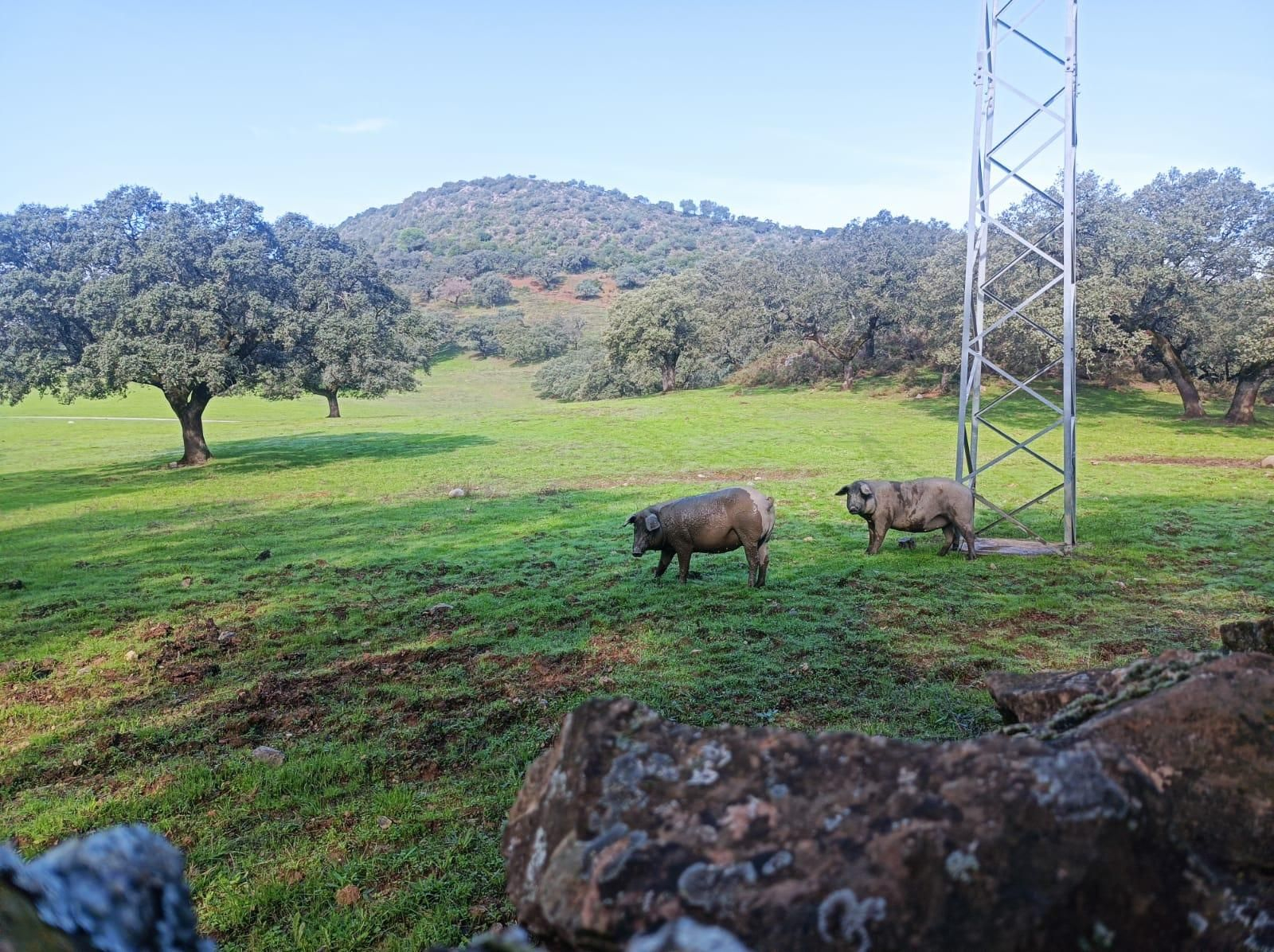 El cerdo ibérico es muy típico de toda la sierra de Aracena.