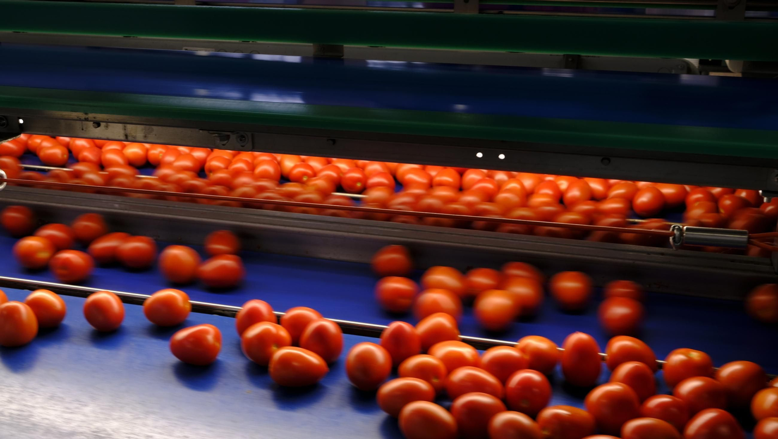 Tomates del campo almeriense para los lineales de los supermercados, en imágenes