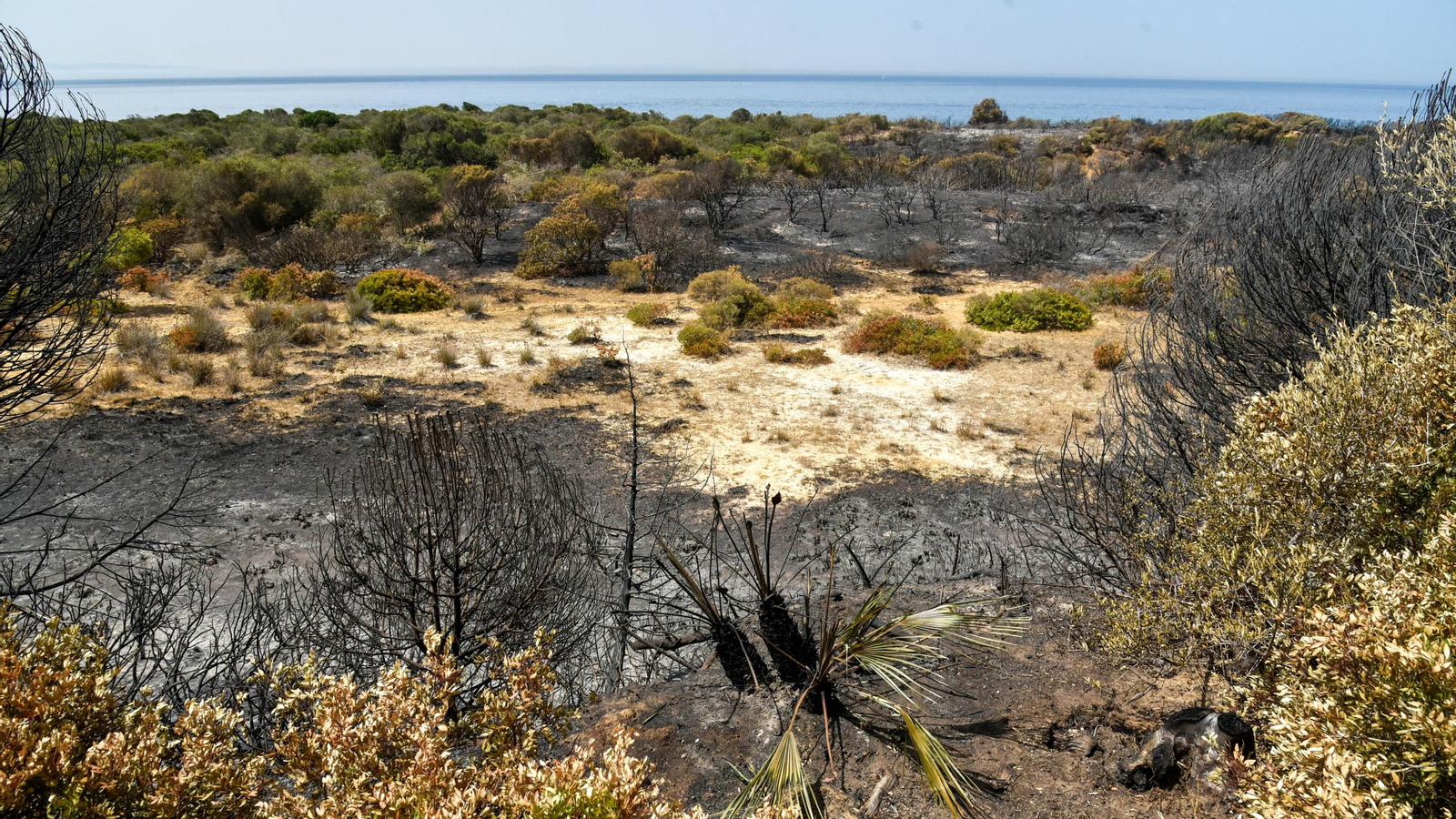 Fotos del incendio de Valdevaqueros que arrasó con 11 hectáreas de Parque Natural del Estrecho Las fotos de la zona afectada por el incendio de Valdevaqueros