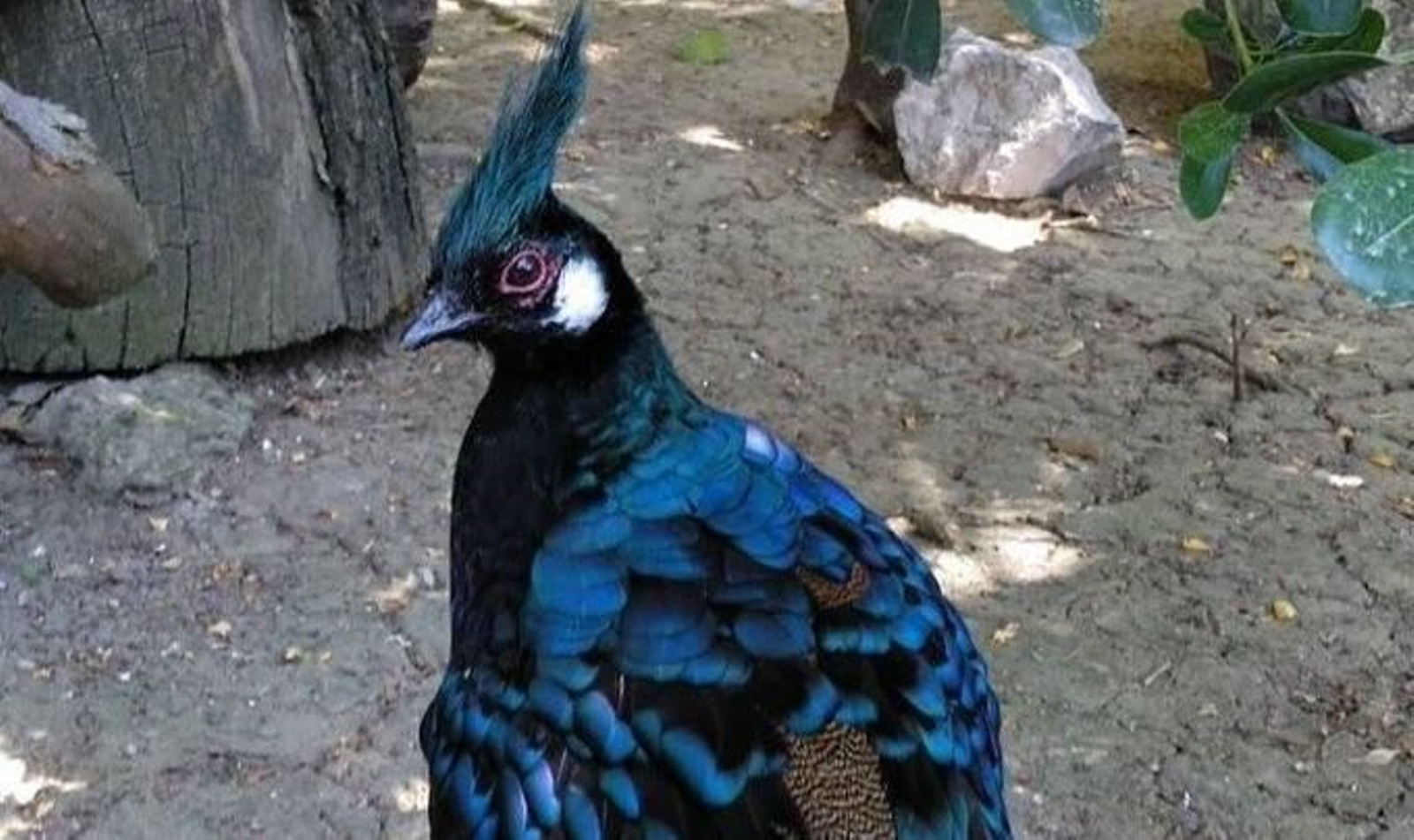 'Papuchi', el faisán del zoo de Jerez