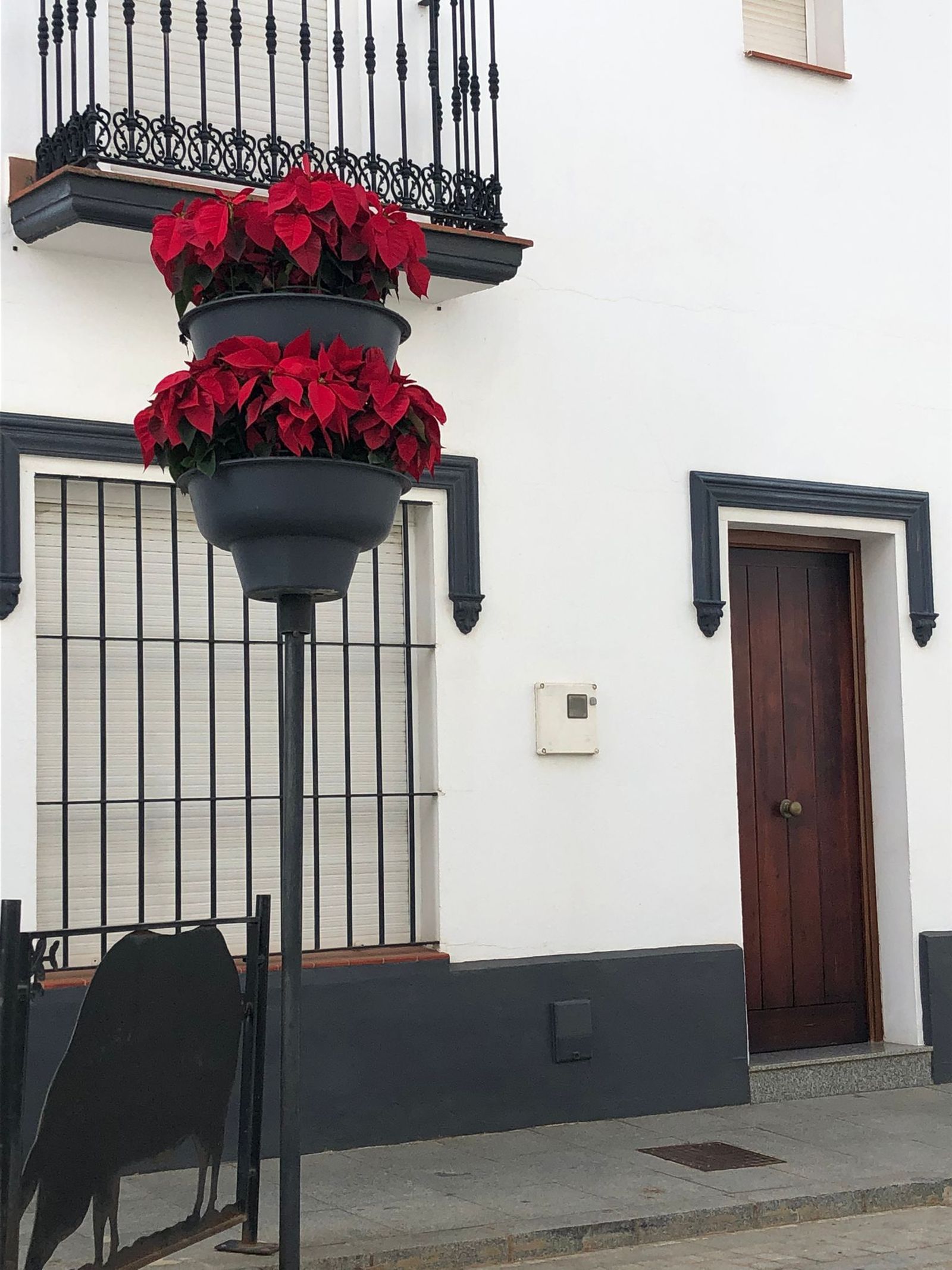 Las tradicionales flores de pascua para los municipios de la provincia.