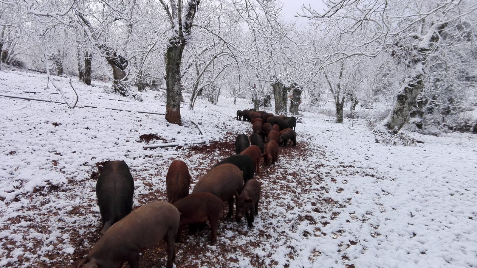 Cerdos ibéricos durante la nevada del 10 de enero de 2021.