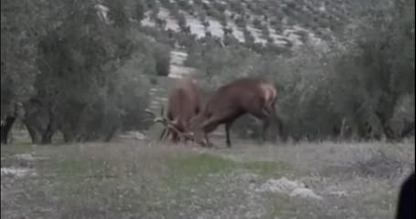 Pelea de ciervos en medio de un olivar.