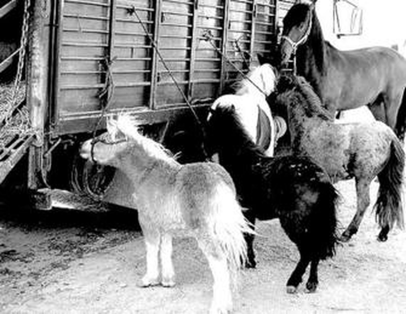 Caballos, burros, y ponis esperan su turno para cambiar de dueño.