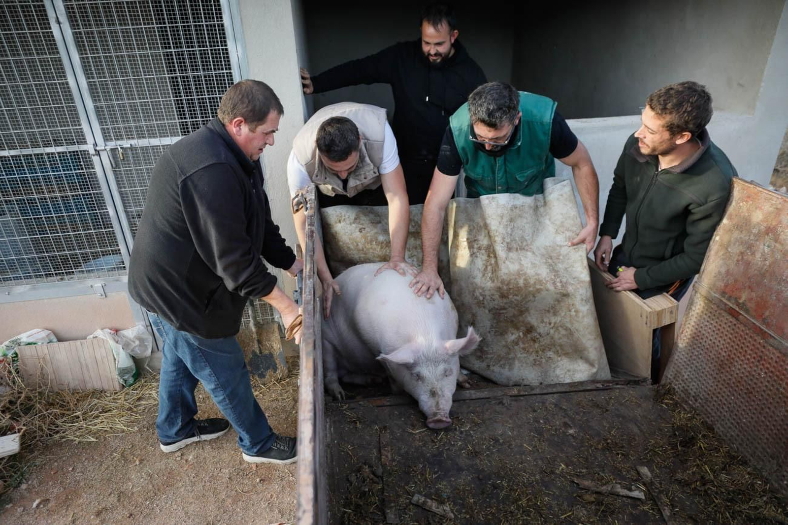 Te contamos en imágenes como son las matanzas en Chirivel