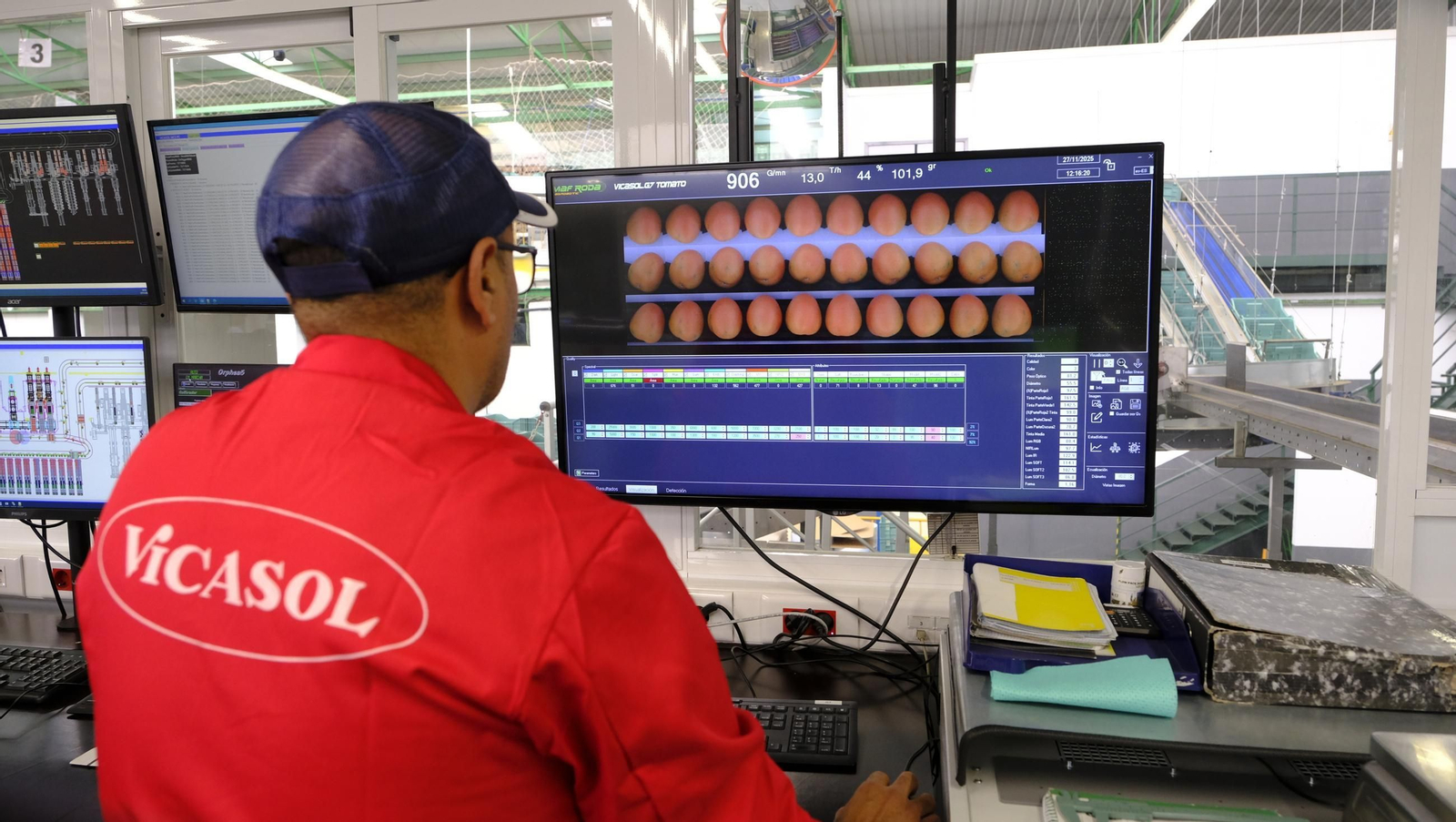 Tomates del campo almeriense para los lineales de los supermercados, en imágenes