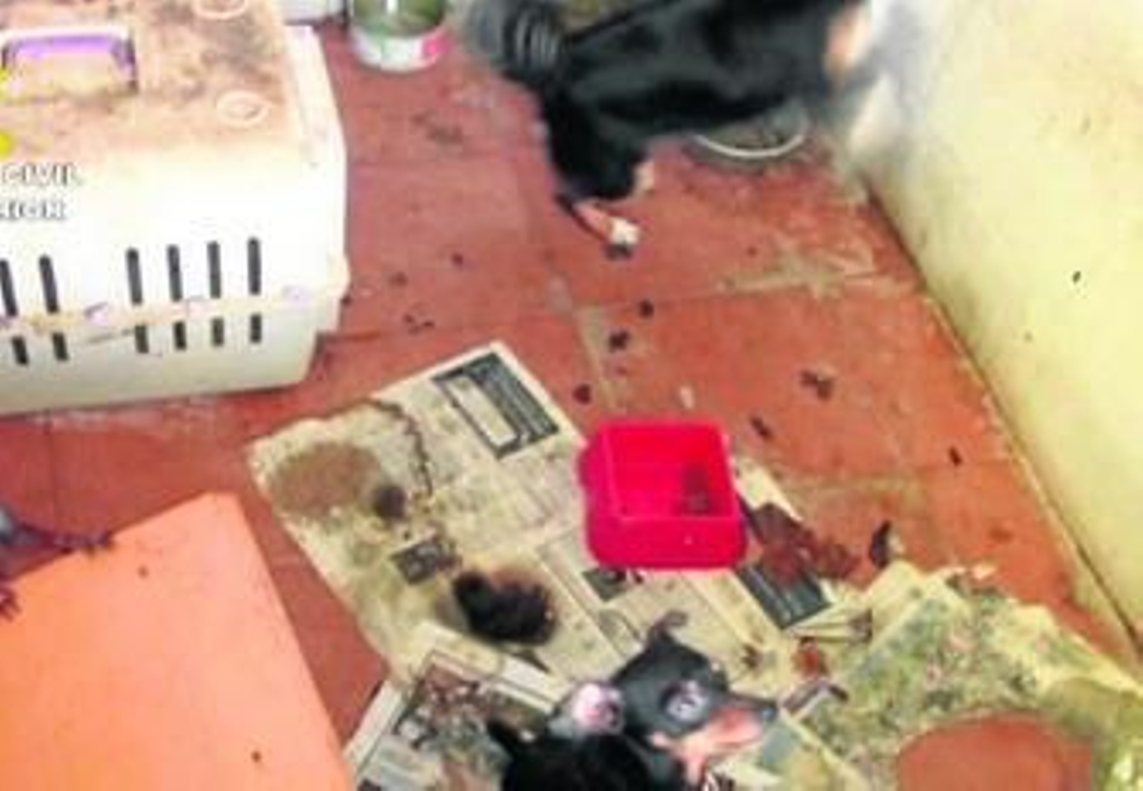 El criadero donde estaban hacinados los perros.