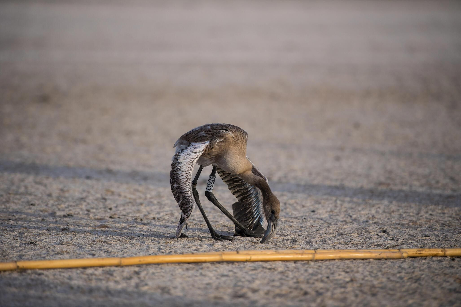 Flamencos en la Laguna de Fuente de Piedra durante el anillamiento (fotos)
