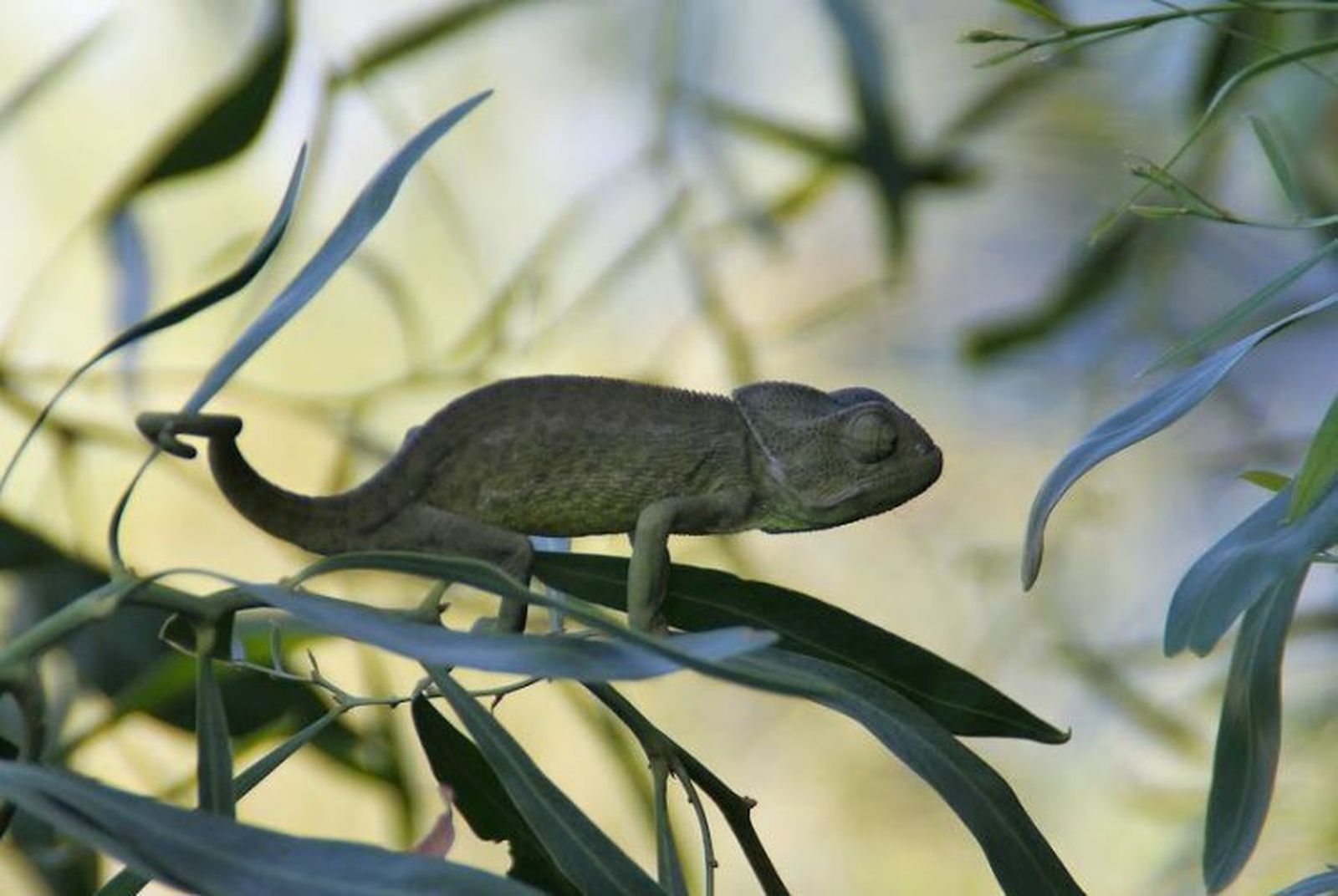 El Ayuntamiento de Chipiona ha reeditado un bando para la protección del Camaleón común 33 años después.