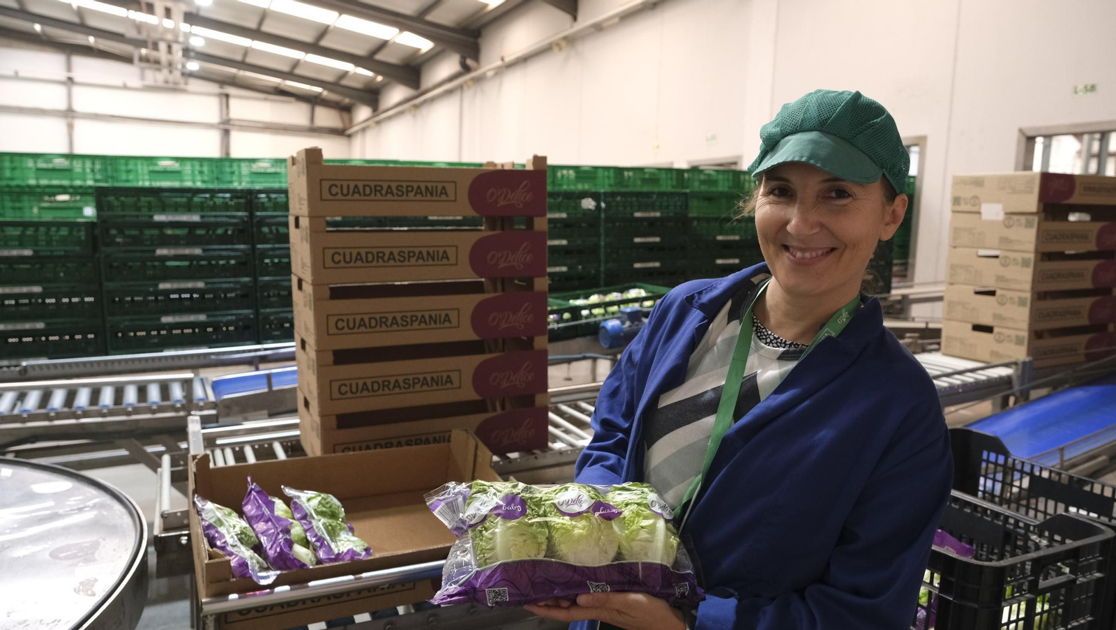 Desde Cuevas del Almanzora para el resto del mundo, las mejores escarolas con Cuadraspania, en imágenes