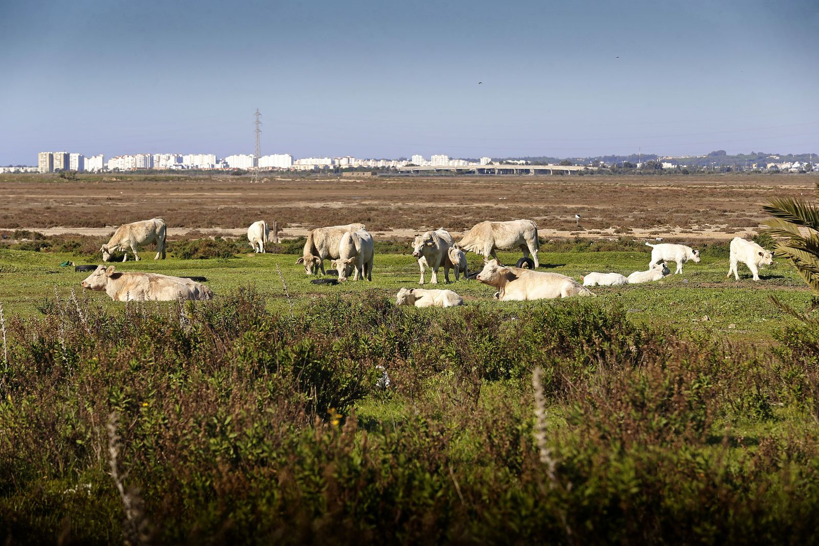 Imagen de archivo del terreno de Las Aletas.