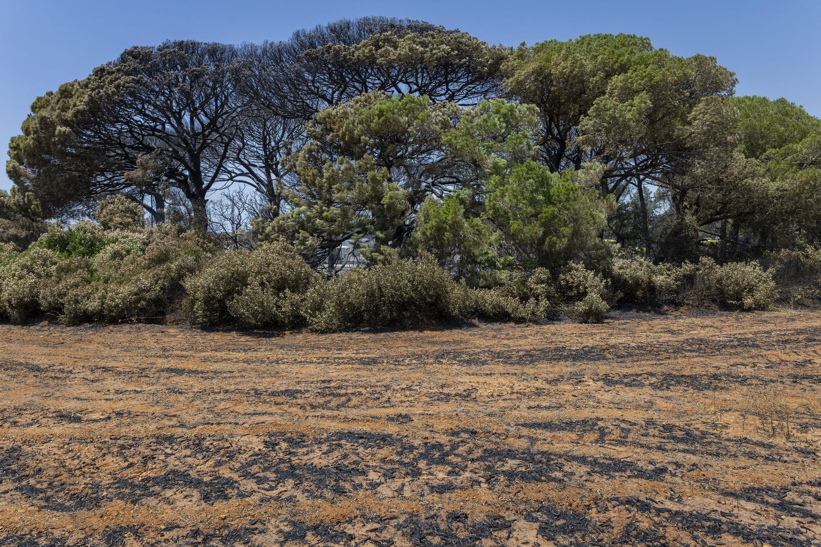 Las imágenes del incendio declarado junto a Roche, en Conil