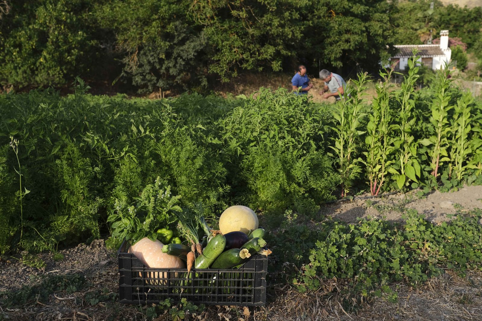 Cesta de verduras y frutas lista para llevar a casa.