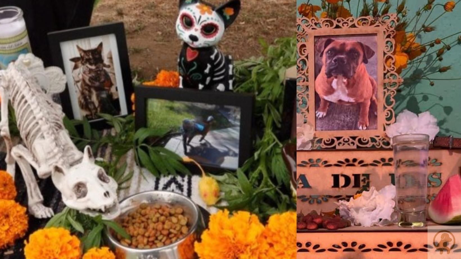Los altares más emotivos y virales que han dejado el Día de Muertos de las Mascotas en México