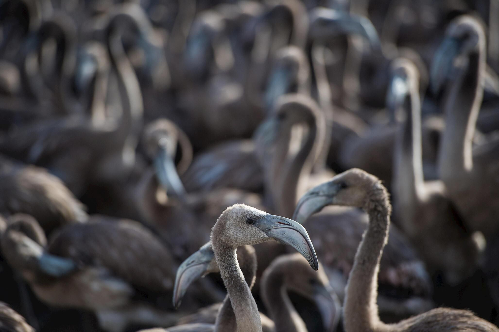Flamencos en la Laguna de Fuente de Piedra durante el anillamiento (fotos)