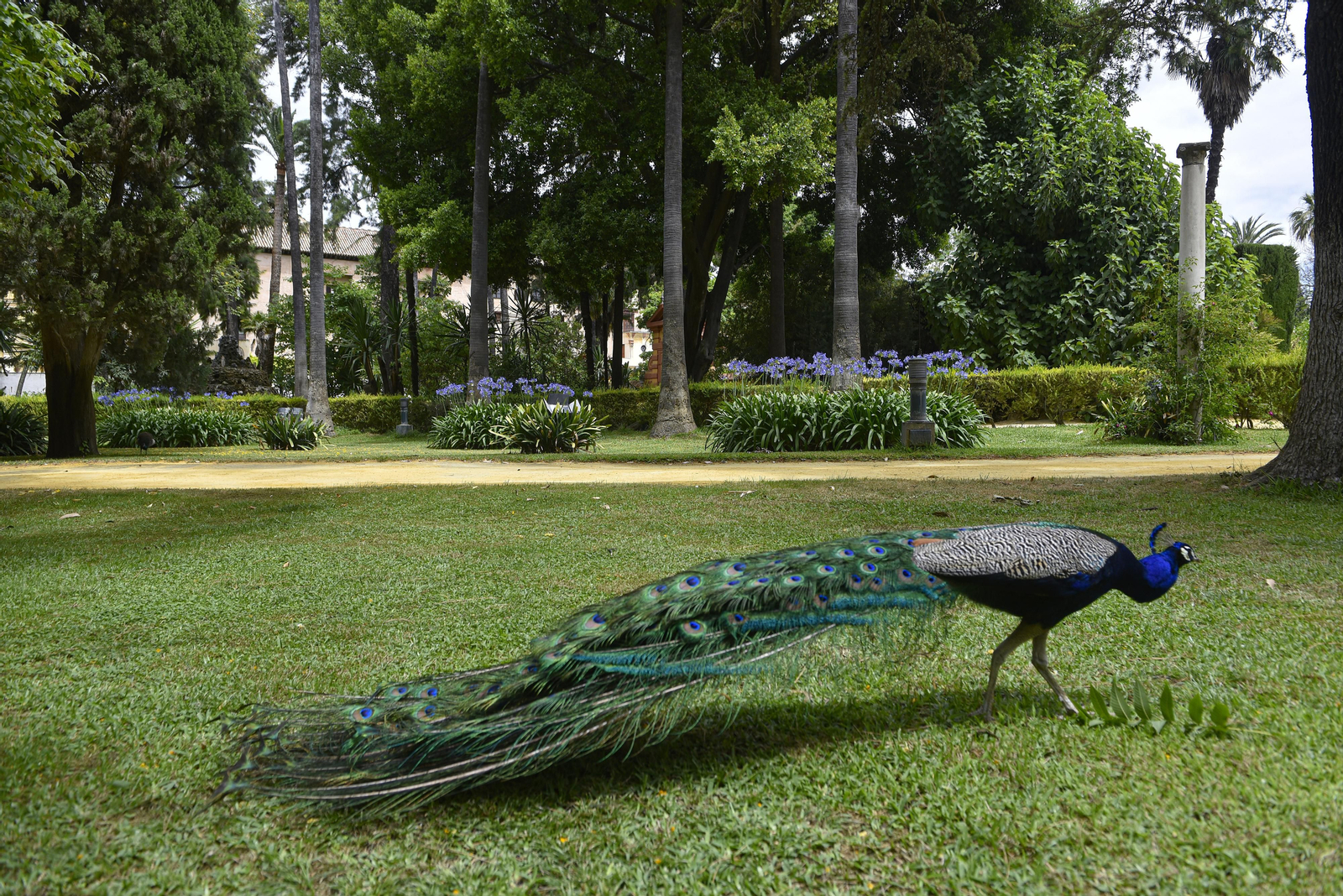 En el corazón del Alcázar de Sevilla: vuelta a la normalidad