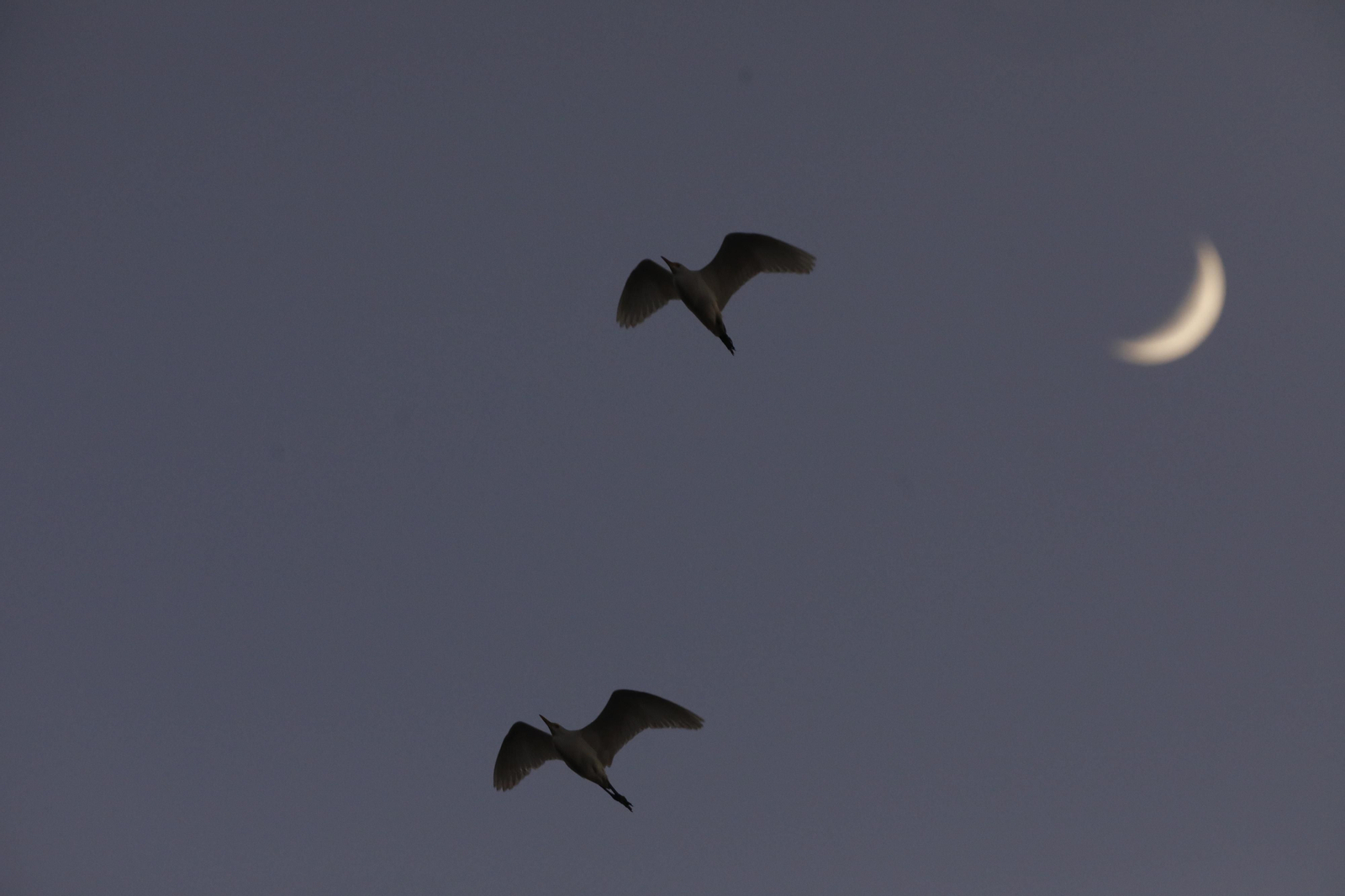 Las aves que habitan en Los Sotos de la Albolafia de Córdoba, en fotografías
