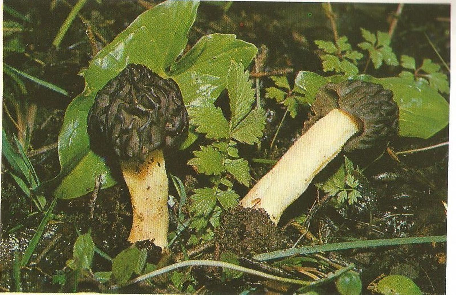 Colmenilla, cagarria: Morchella esculenta