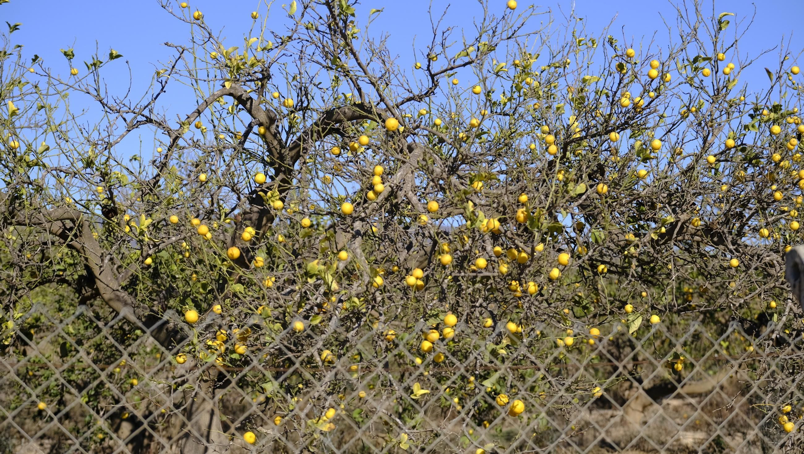 El abandono de cítricos en Huércal Overa, en imágenes