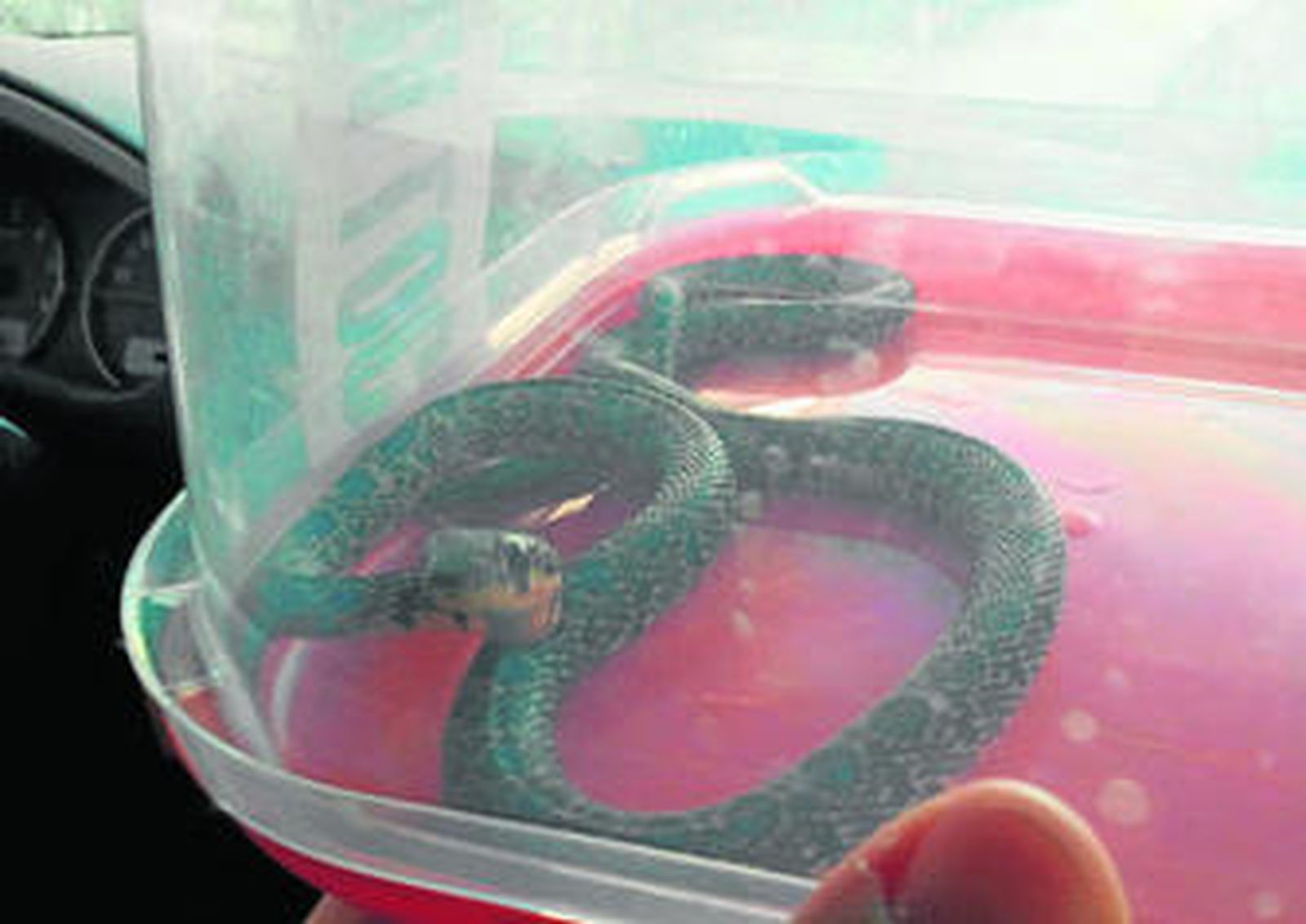 La culebra de herradura, en el interior de un recipiente de plástico.