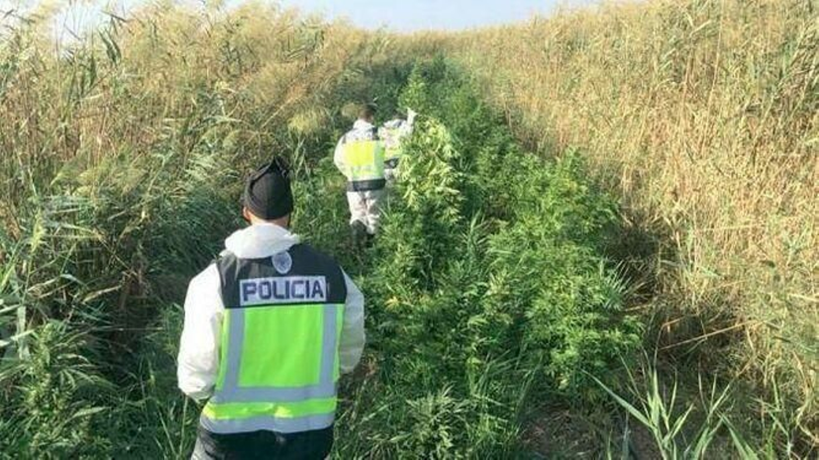 Una plantación de marihuana