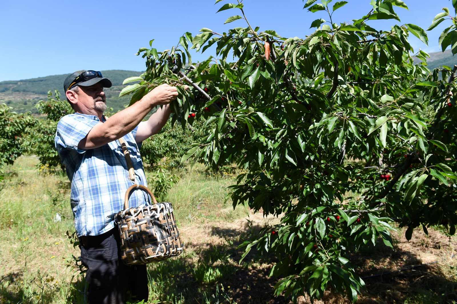 Recogida de la cereza, una de las frutas cuya producción es mayor.