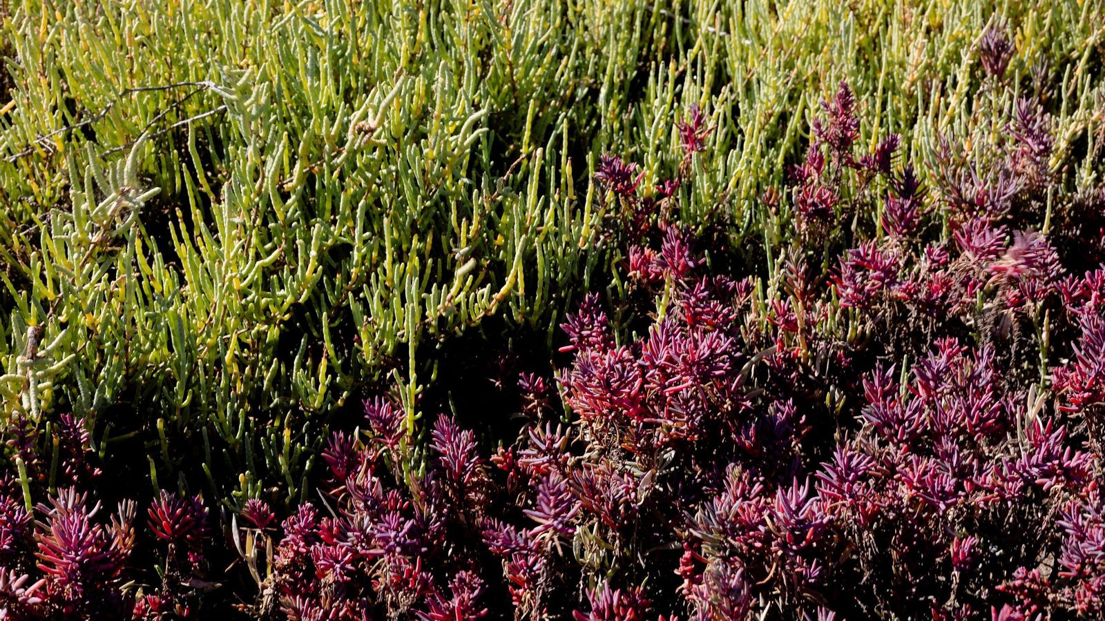 Los cambios de color evidencian los distintos tipos de plantas halófitas.