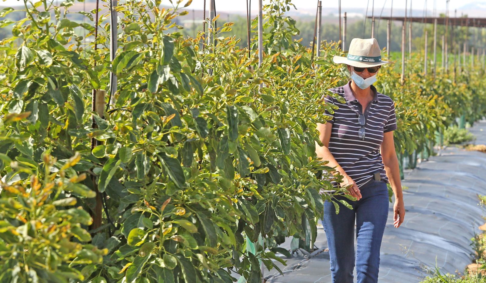 Aguacate:EL "oro verde"ya se cultiva en jerez
