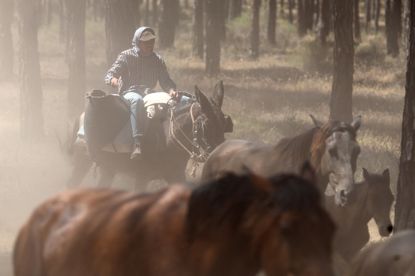 Las mejores imágenes de la Saca de las Yeguas 2025
