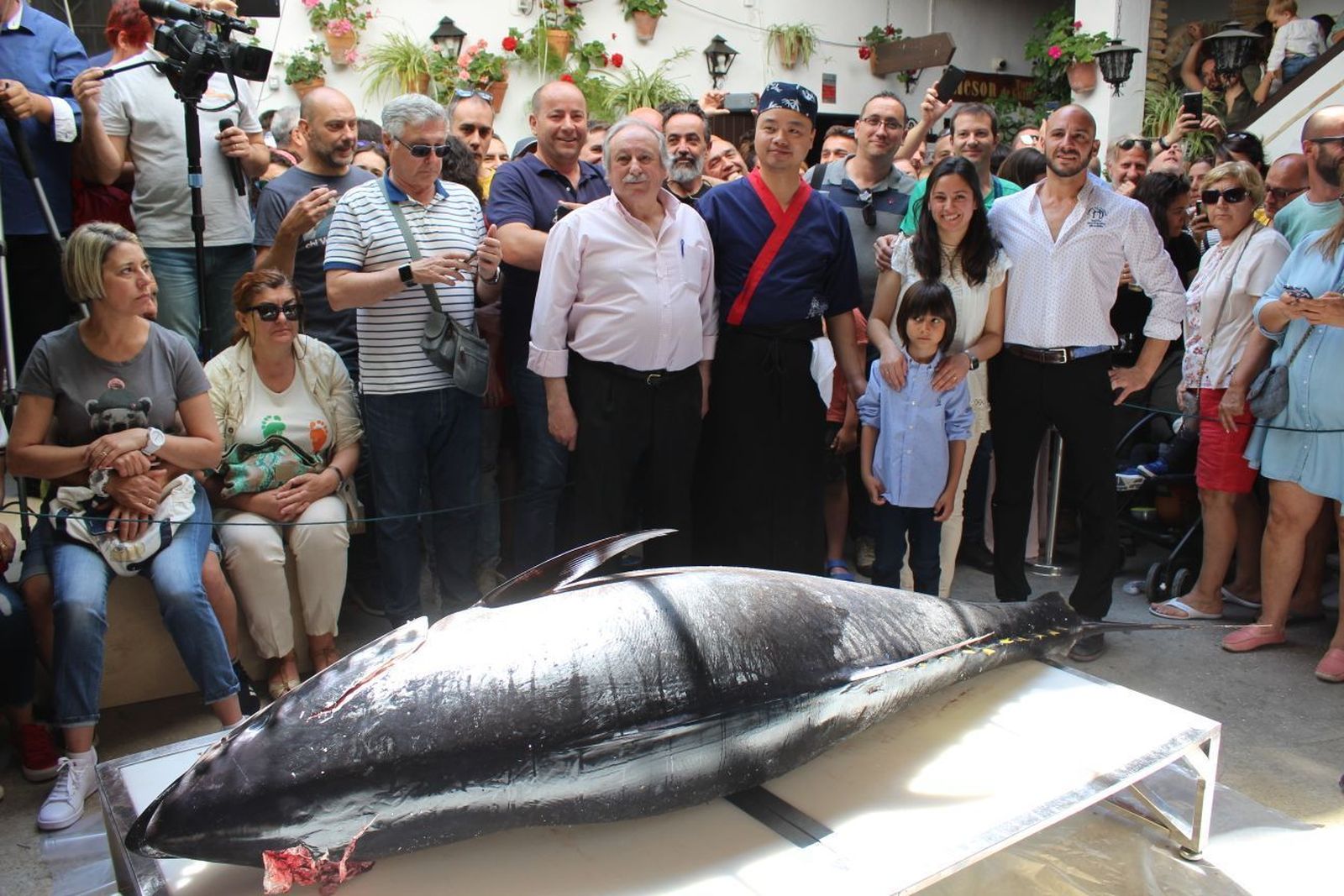 Ronqueo popular en Conil de un atún de 216 kilos