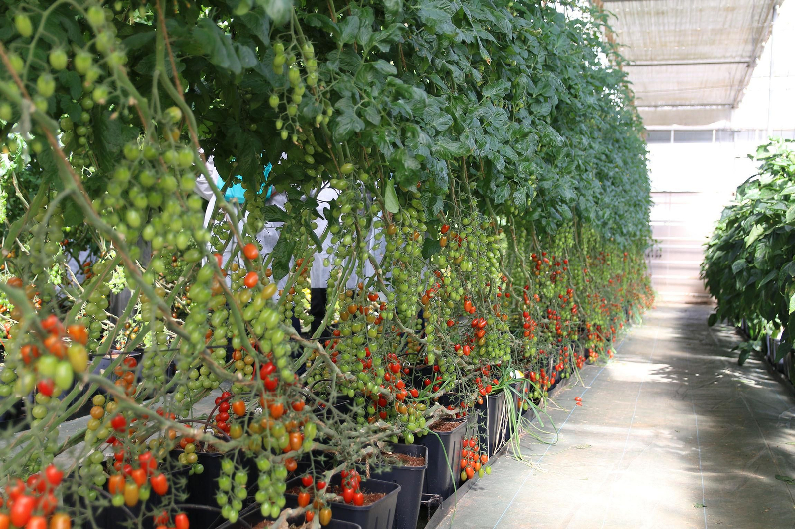 Fotogalería de la presentación de Plataforma Tierra, de Cajamar e IBM