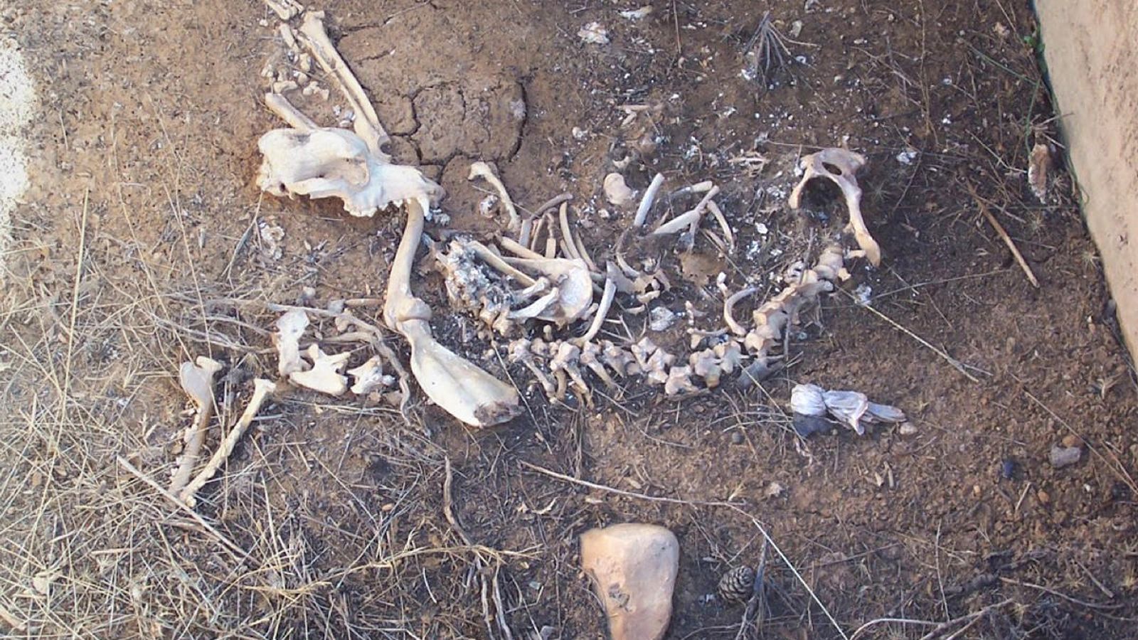 Esqueleto de animal muerto tras caera un ajibe del Parque.