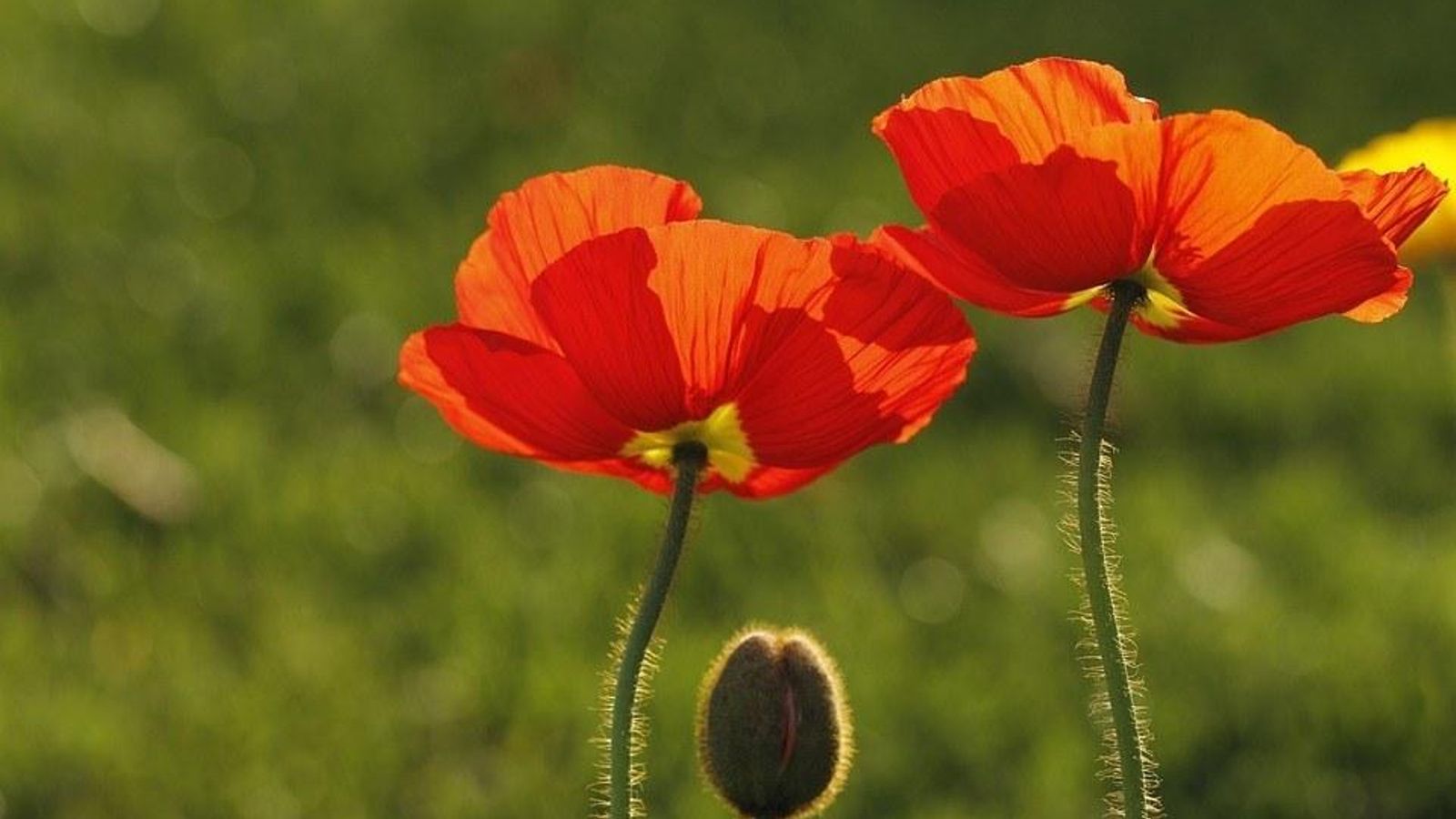 Amapola de California