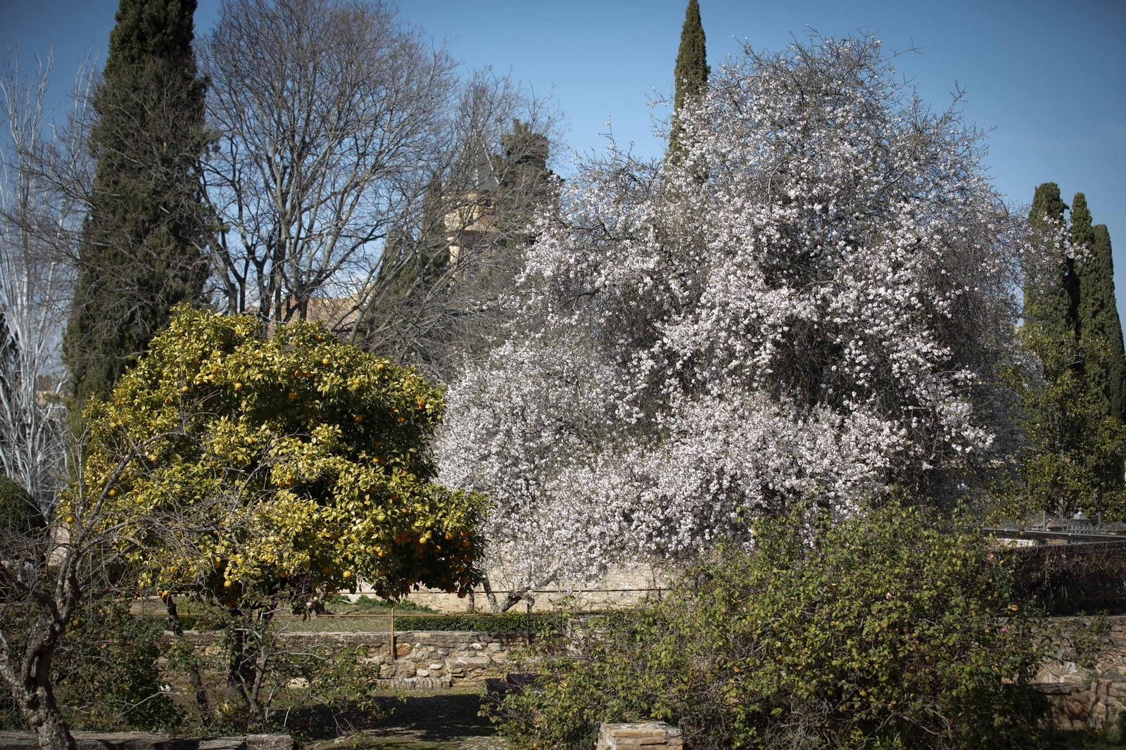 La Alhambra en flor...de invierno: las imágenes