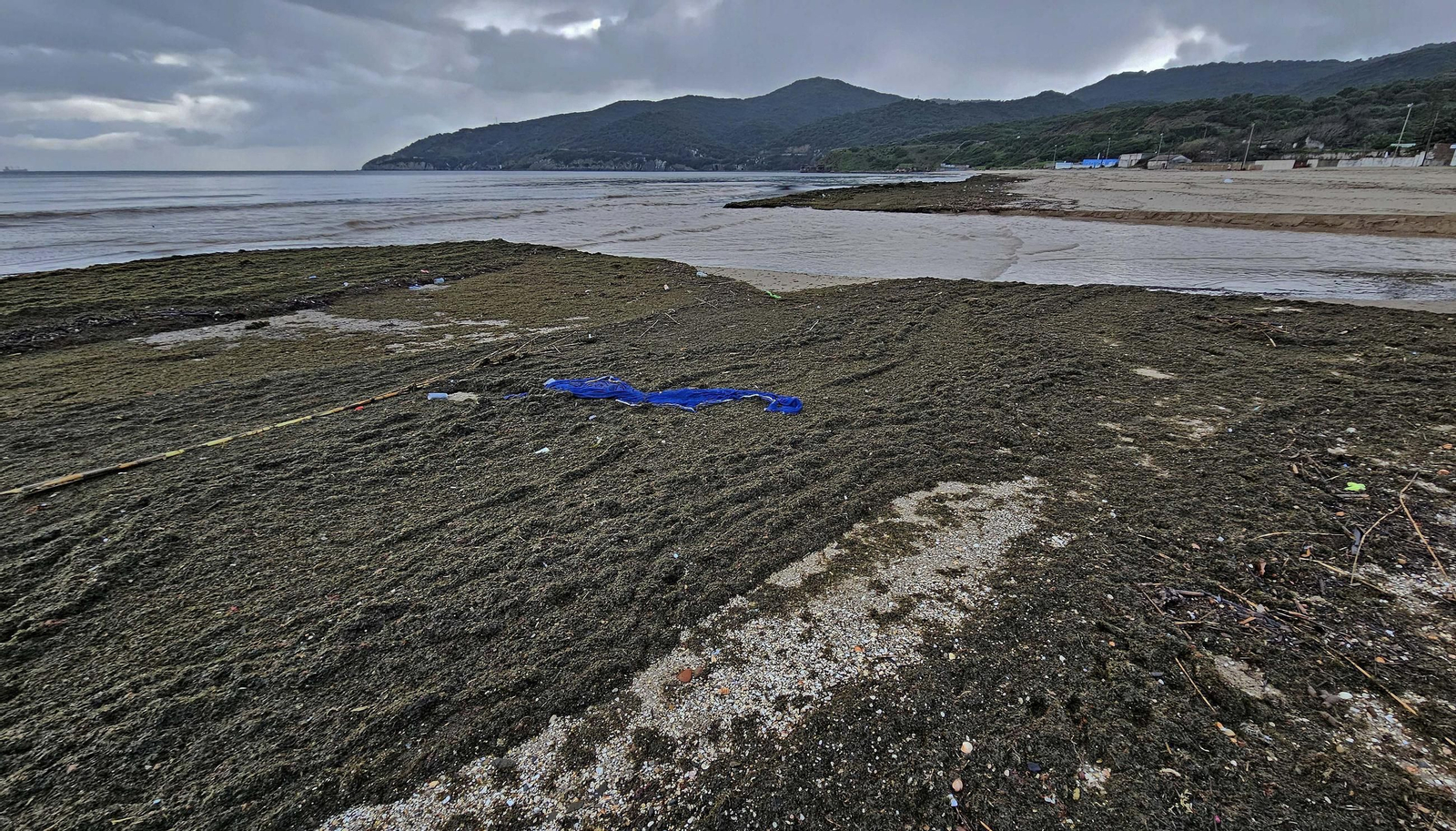 Fotos del nuevo arribazón de alga invasora en la playa de Getares en Algeciras