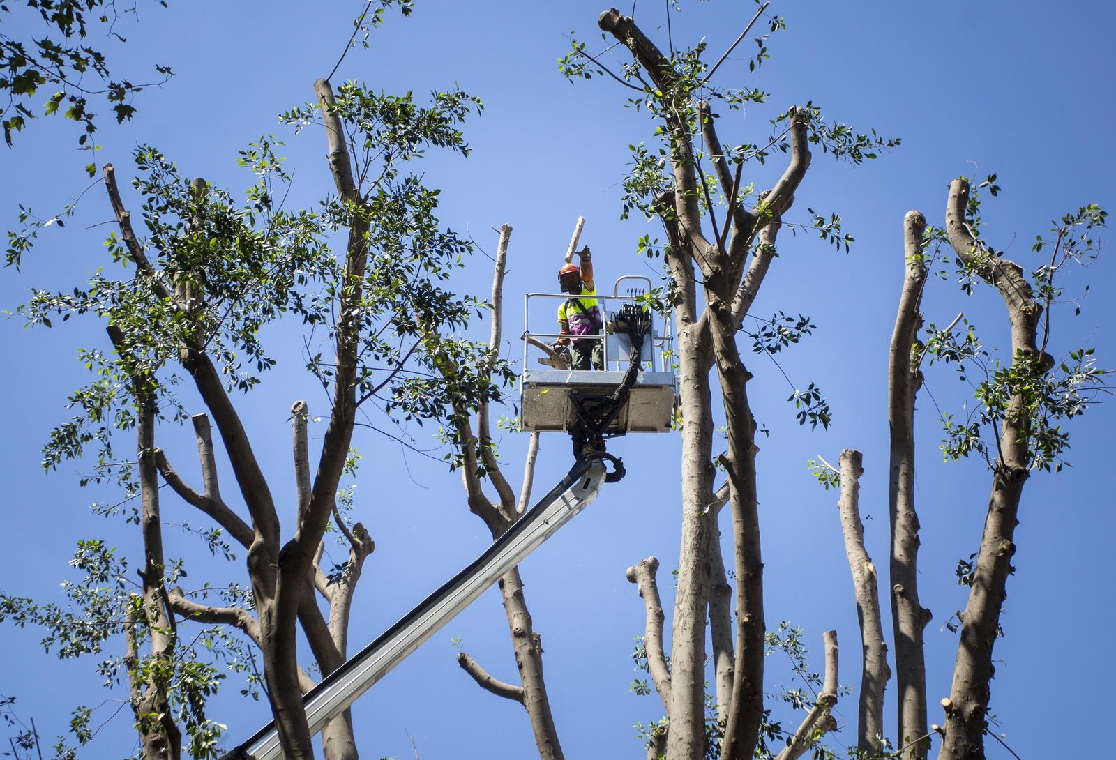 Un operario subido en una grúa poda la parte alta de uno de los árboles que existen en la calle San Pablo.