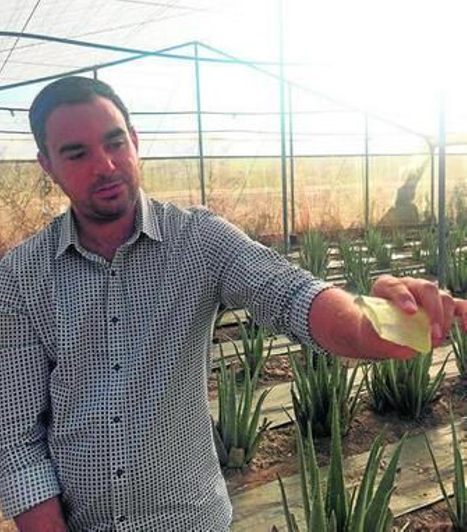 "El clima mediterráneo es el idóneo para el cultivo del aloe vera"