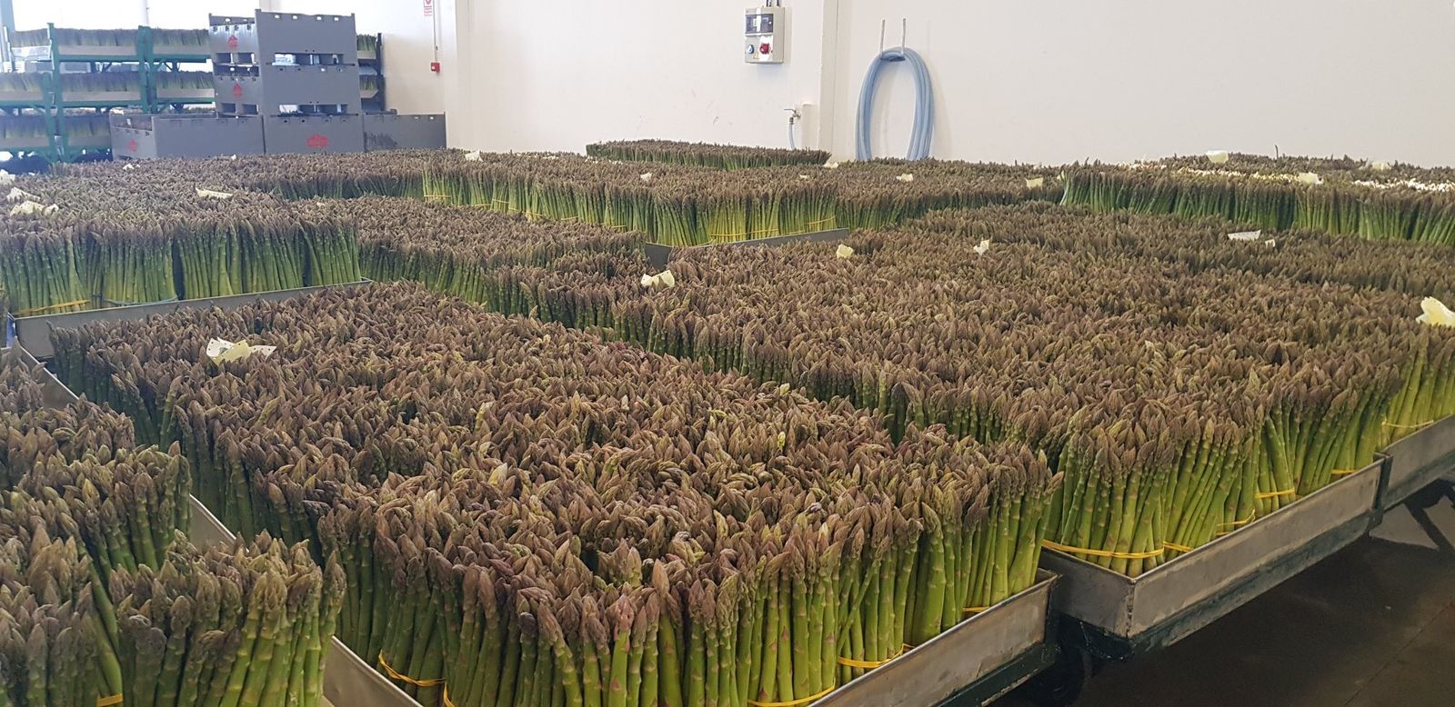 Plantación de espárragos