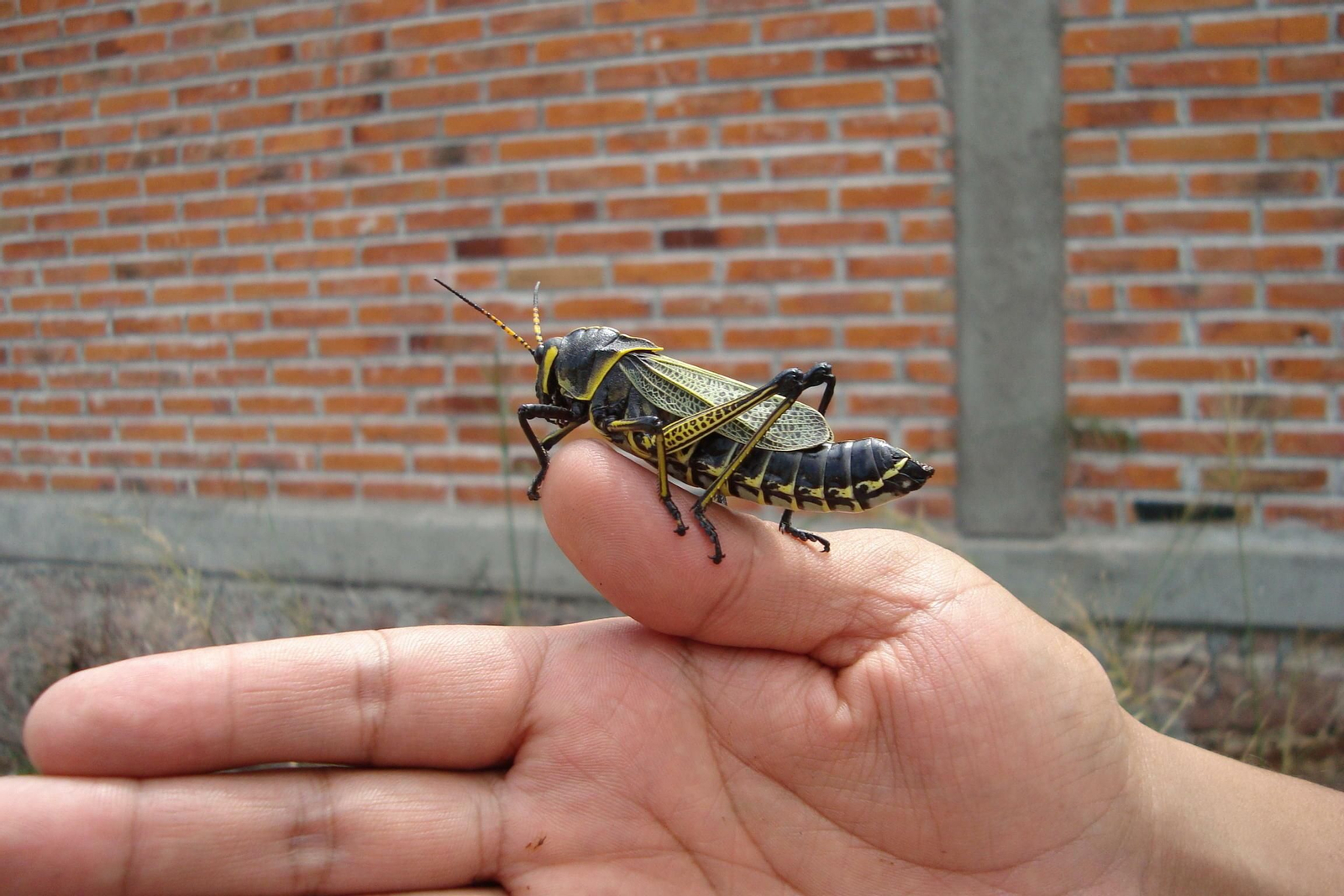 El proyecto obtuvo un Spin-Off de la UMA